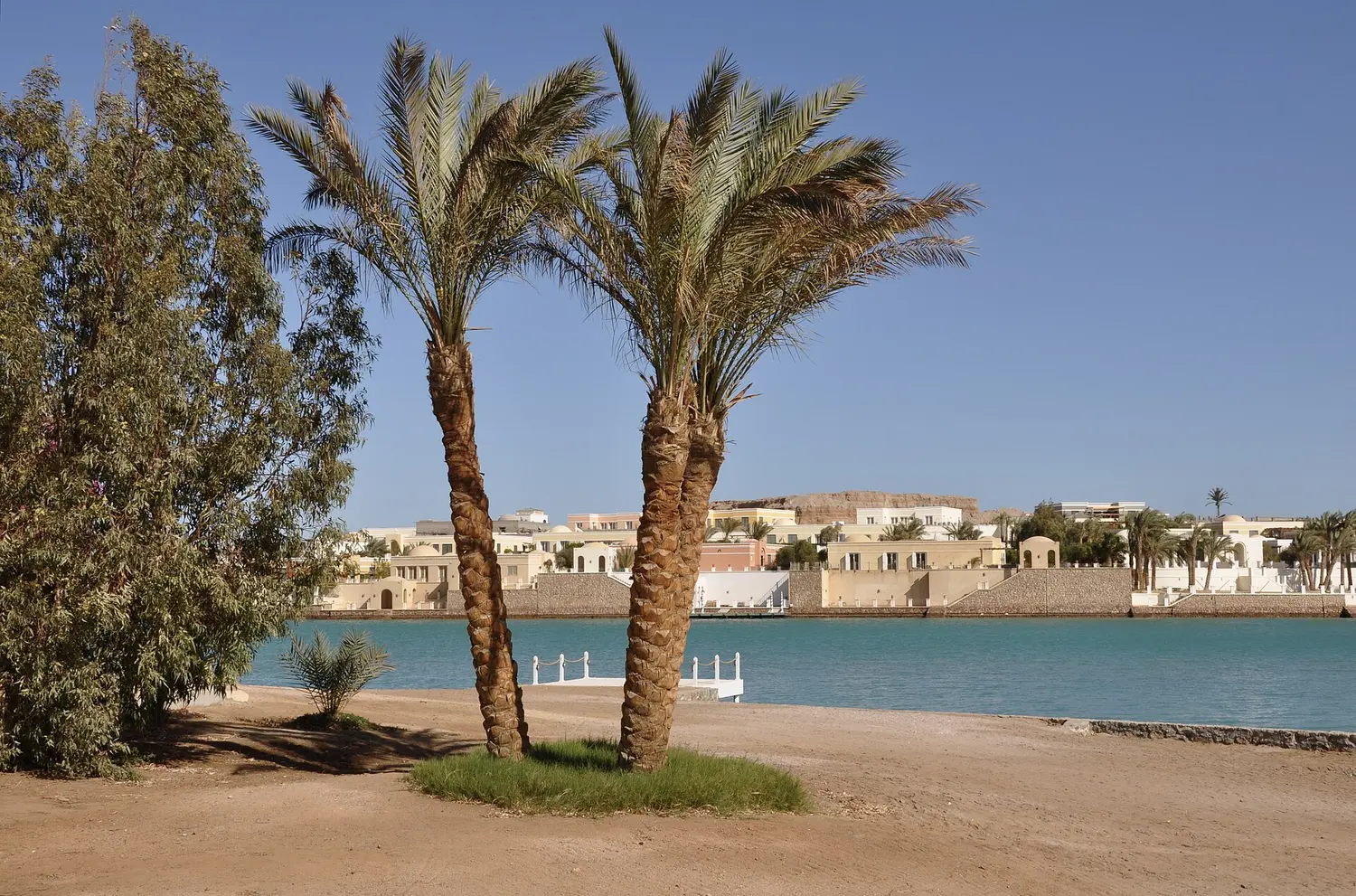 Palm trees and sandy ground at the edge of the El Gouna lagoon